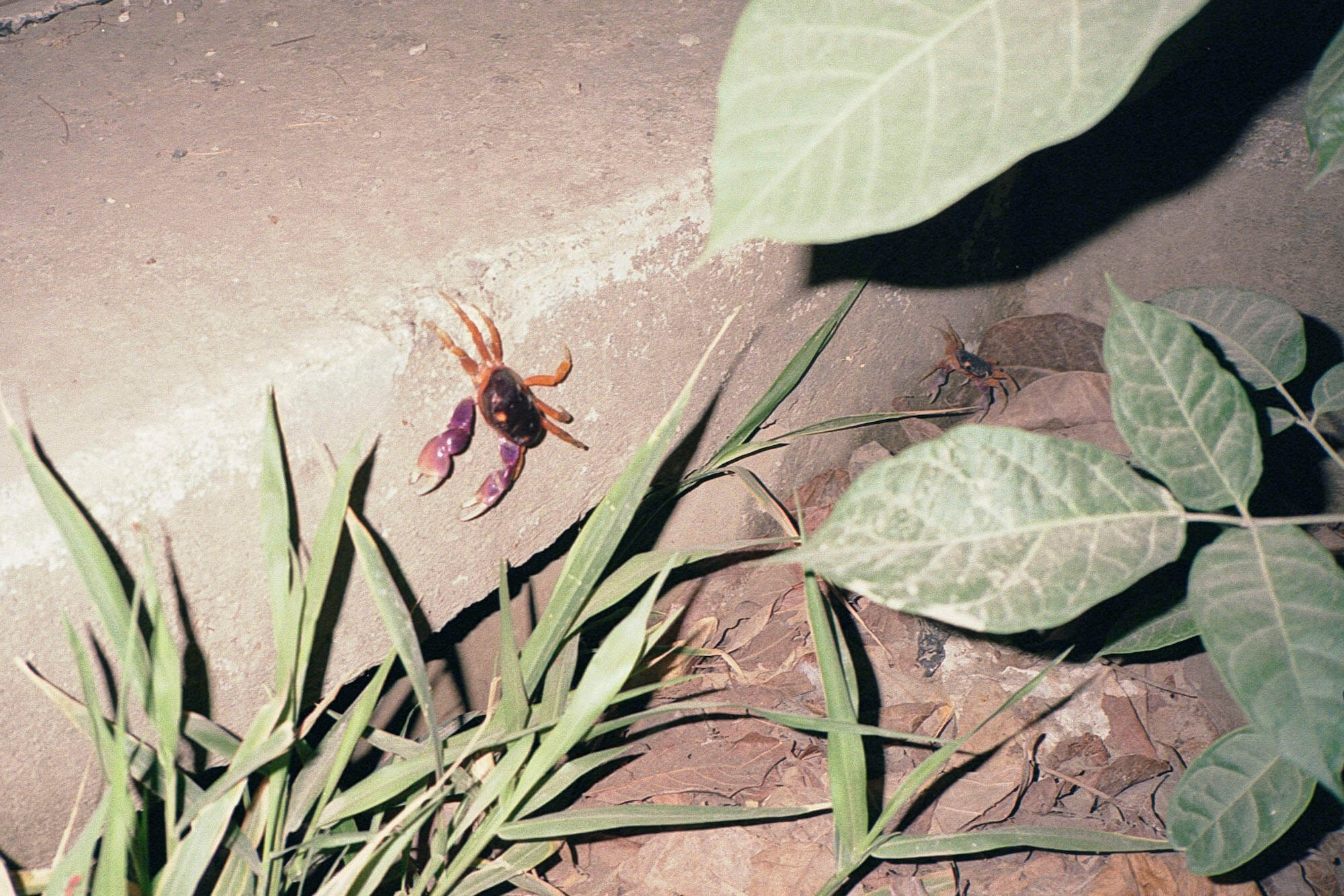 Costa_Rica_lores_009